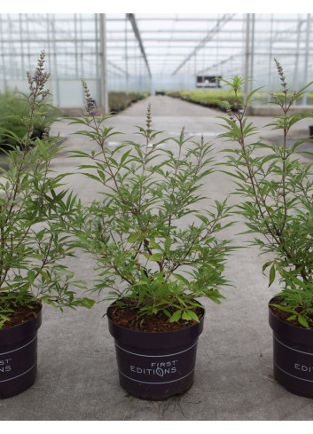 VITEX agnus-castus BLUE PUFFBALL En pot de 4-5 litres