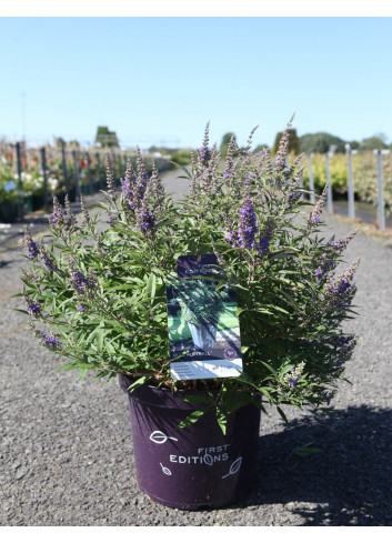 VITEX agnus-castus BLUE PUFFBALL En pot de 10-12 litres