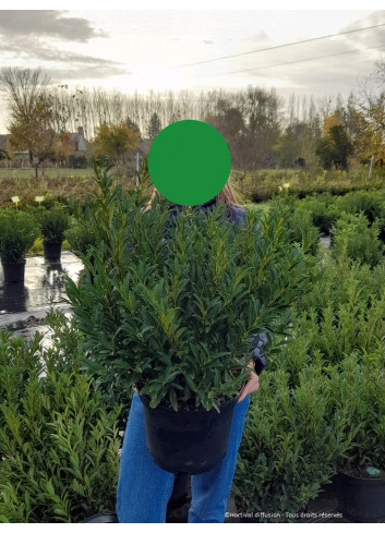 PRUNUS laurocerasus SOFIA En pot de 10-12 litres