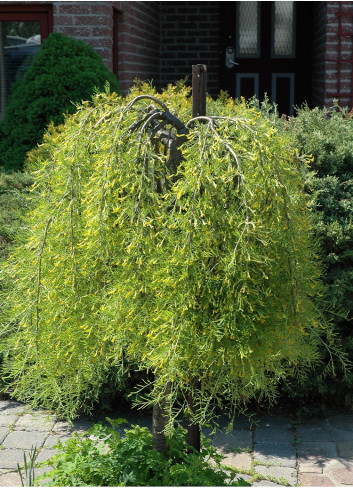 CARAGANA arborescens WALKER