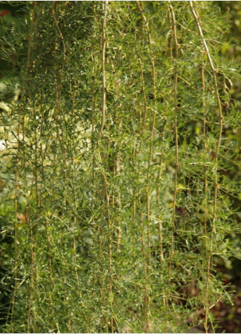 CARAGANA arborescens WALKER