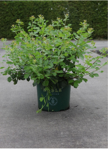 RHUS aromatica GRO-LOW NOBLE En pot de 10-12 litres