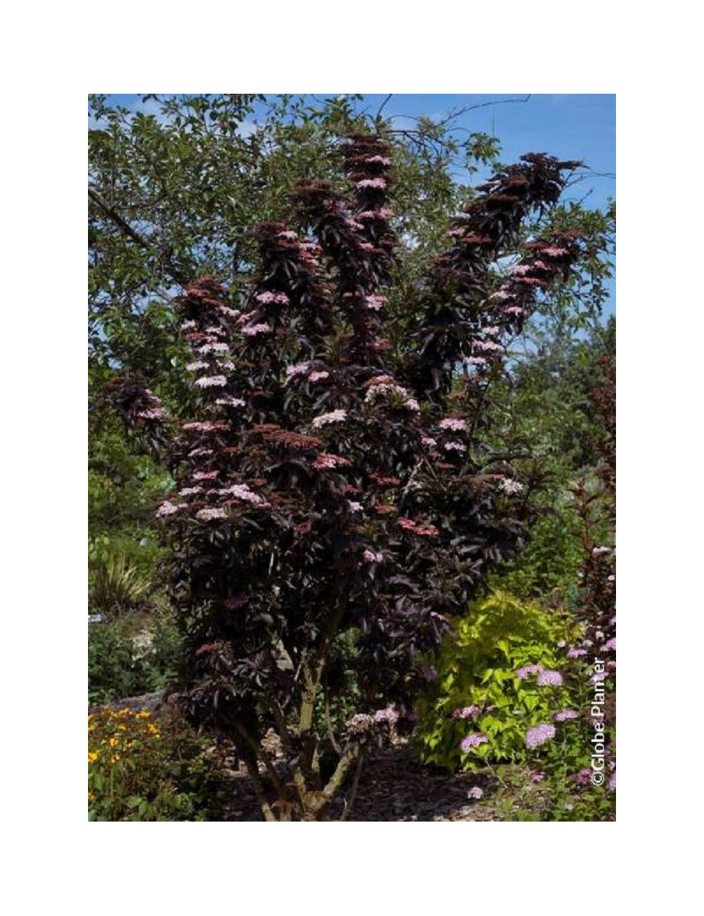 SAMBUCUS nigra BLACK TOWER