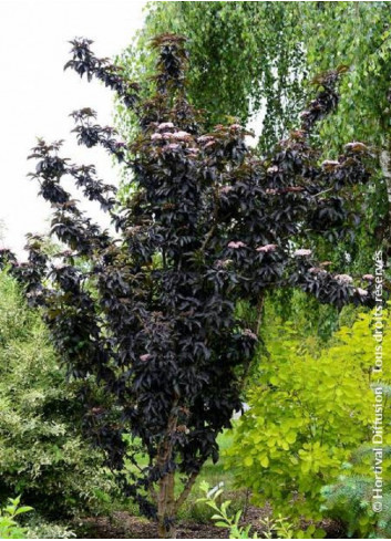 SAMBUCUS nigra BLACK TOWER