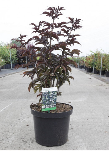 SAMBUCUS nigra BLACK TOWER En pot de 10-12 litres forme buisson