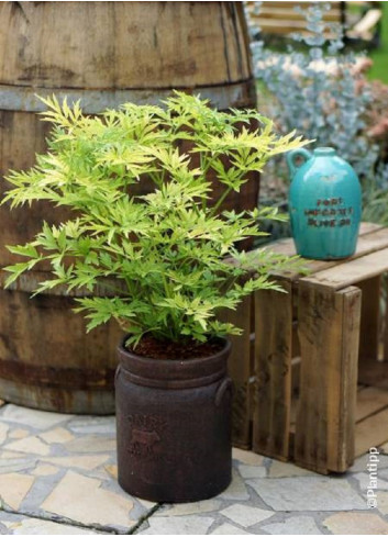 SAMBUCUS nigra GOLDEN TOWER