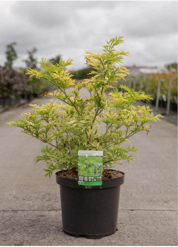 SAMBUCUS nigra GOLDEN TOWER En pot de 10-12 litres forme buisson