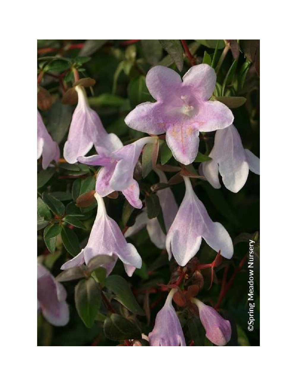 ABELIA PINKY BELLS