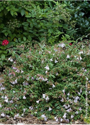 ABELIA PINKY BELLS