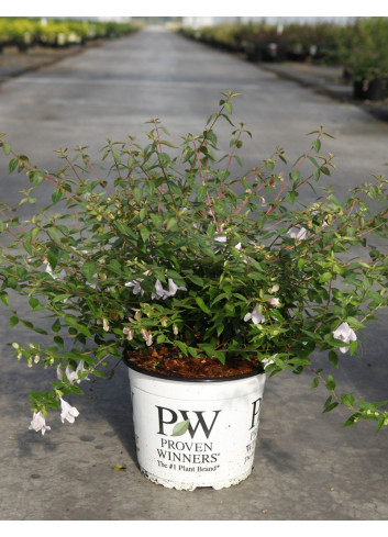 ABELIA PINKY BELLS En pot de 4-5 litres forme buisson