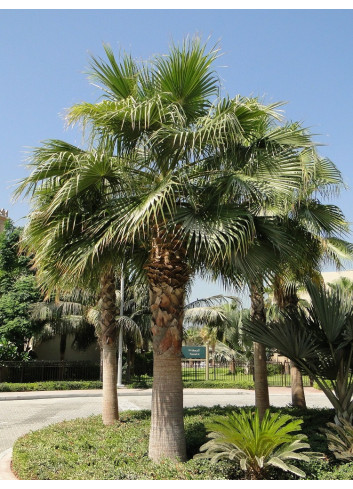 WASHINGTONIA robusta