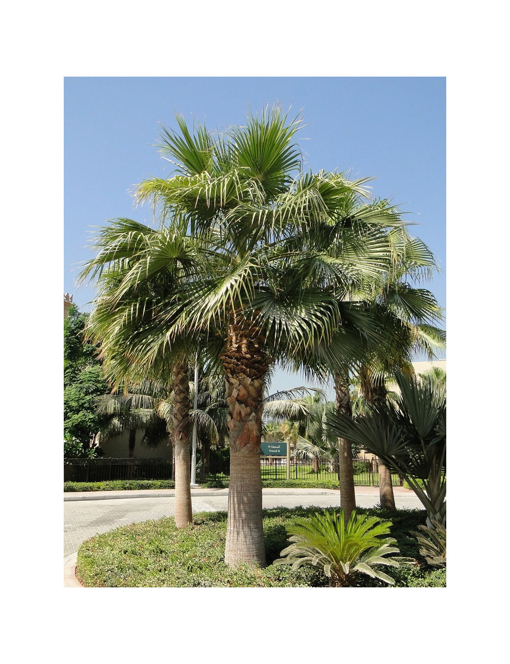 WASHINGTONIA robusta