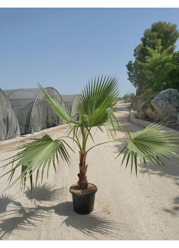 WASHINGTONIA robusta