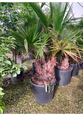 WASHINGTONIA robusta En pot forme cépée