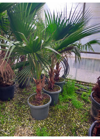 WASHINGTONIA robusta En pot hauteur du tronc 030-040 cm