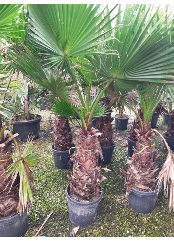 WASHINGTONIA robusta En pot hauteur du tronc 060-080 cm