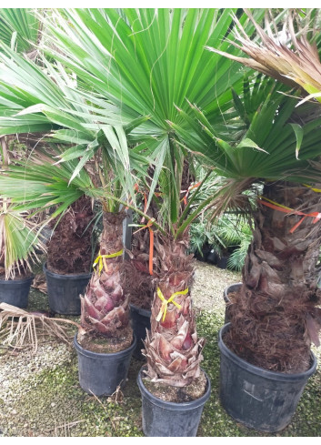 WASHINGTONIA robusta En pot hauteur du tronc 080-100 cm