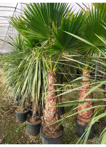 WASHINGTONIA robusta En pot hauteur du tronc 100-120 cm