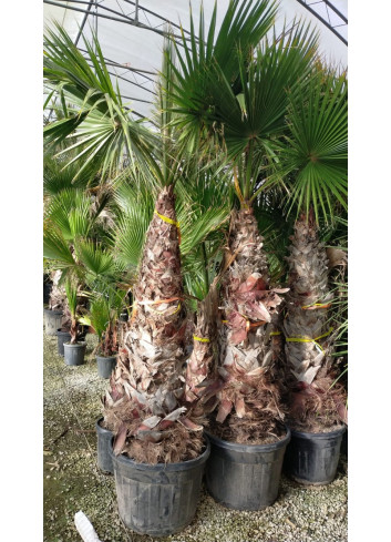 WASHINGTONIA robusta En pot hauteur du tronc 160-180 cm