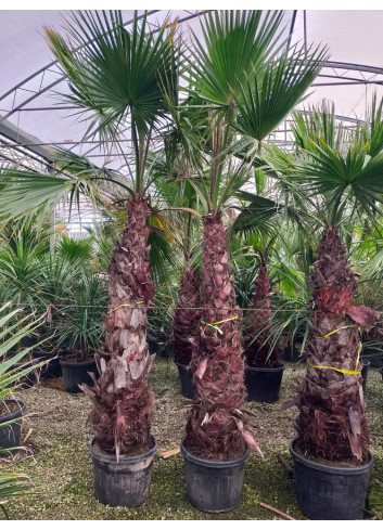 WASHINGTONIA robusta En pot hauteur du tronc 180-200 cm