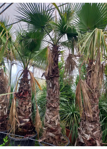 WASHINGTONIA robusta En pot hauteur du tronc 220-240 cm