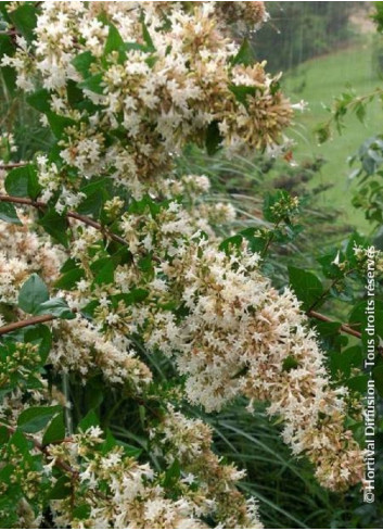 ABELIA chinensis