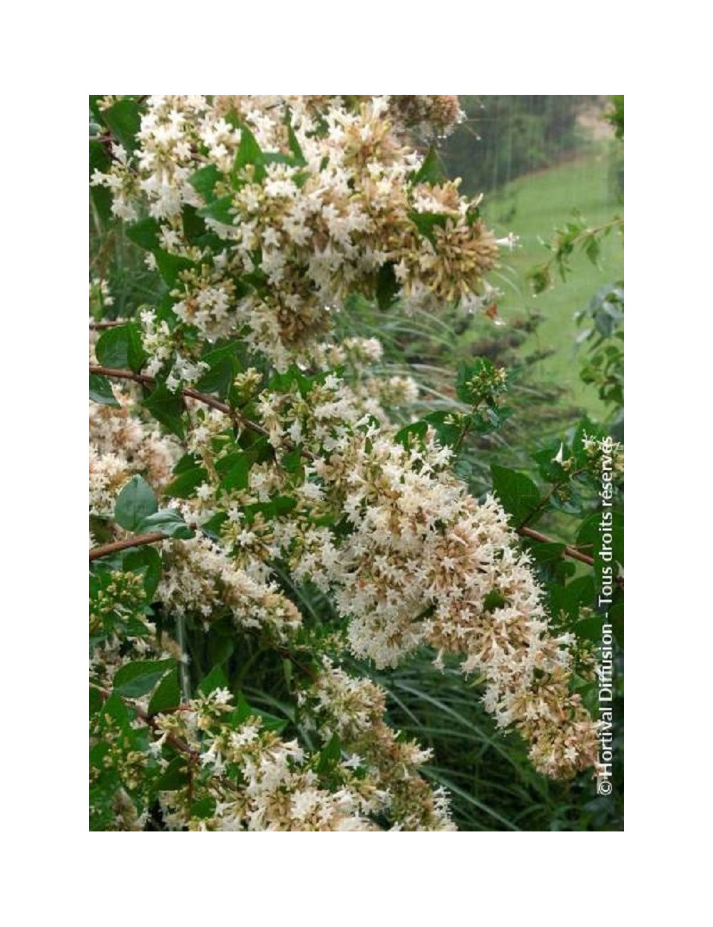 ABELIA chinensis