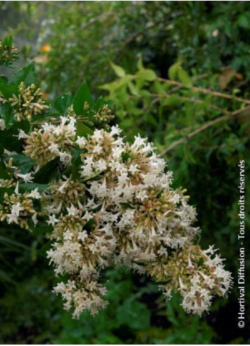 ABELIA chinensis