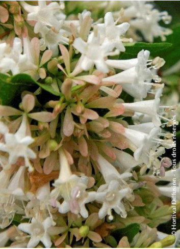 ABELIA chinensis