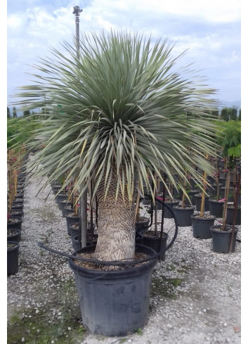 YUCCA Rostrata En pot hauteur du tronc 080-100 cm