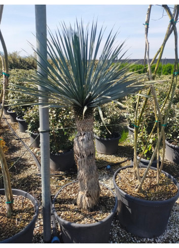 YUCCA Rostrata En pot hauteur du tronc 100-120 cm