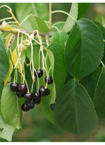 PRUNUS mahaleb