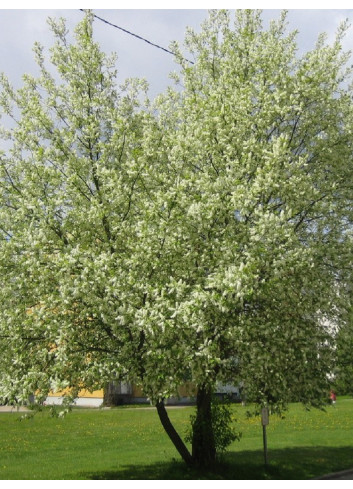 PRUNUS mahaleb