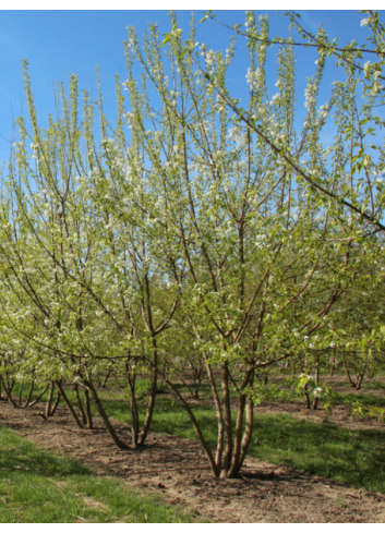 PRUNUS mahaleb