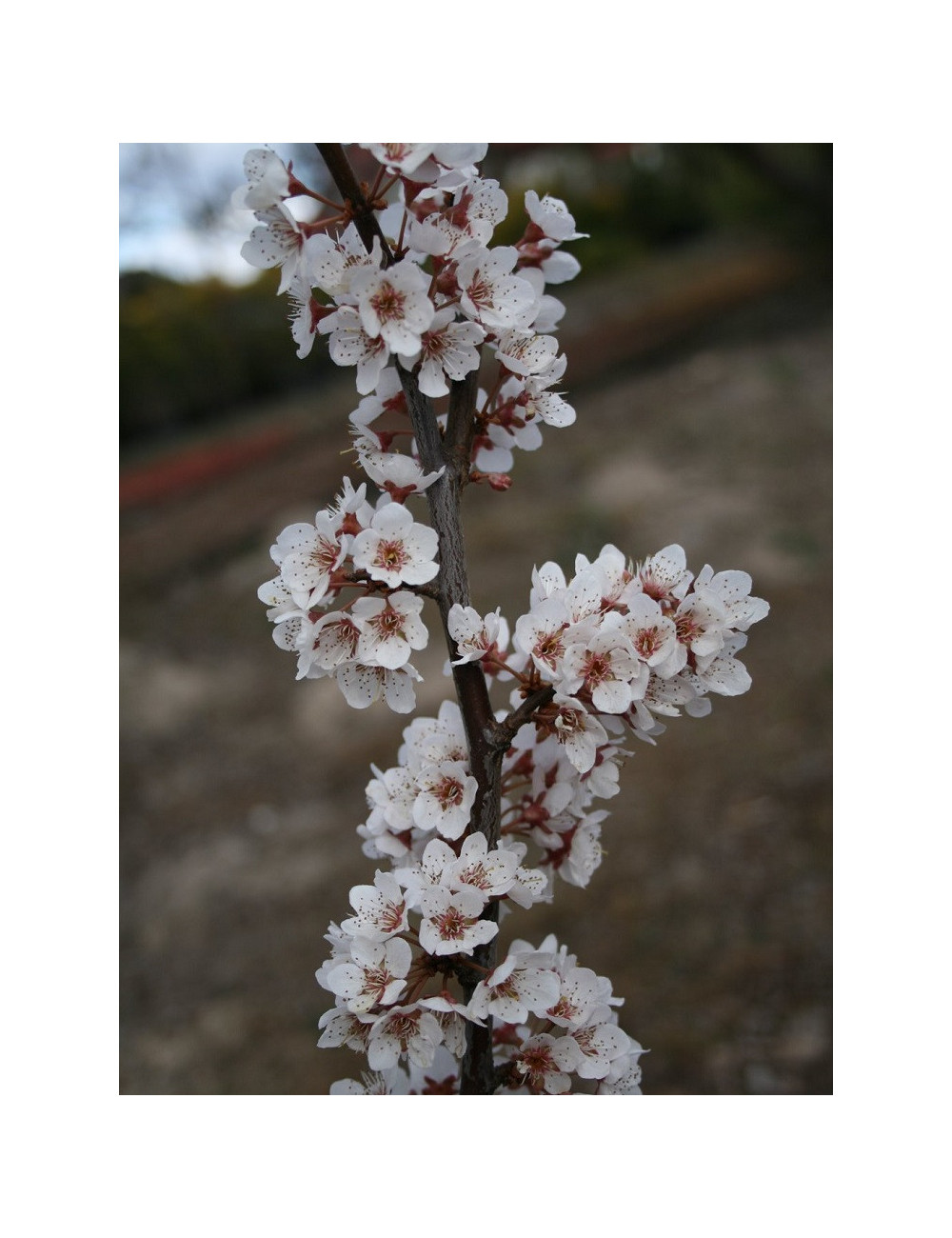 PRUNUS TRAILBLAZER