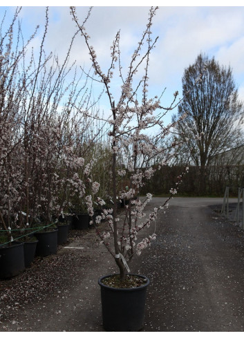 PRUNUS TRAILBLAZER En pot de 25-30 litres