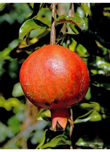 GRENADIER à fruits ACCO