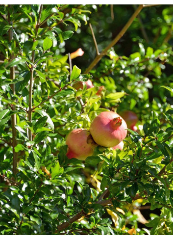 GRENADIER à fruits ACCO