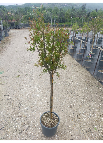 GRENADIER à fruits ACCO En pot de 10-12 litres forme tige hauteur du tronc 090-110 cm