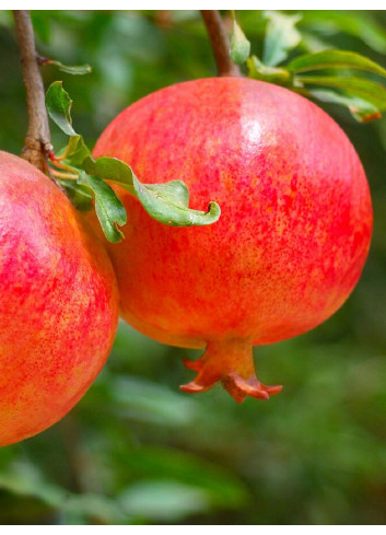 GRENADIER à fruits MALISI