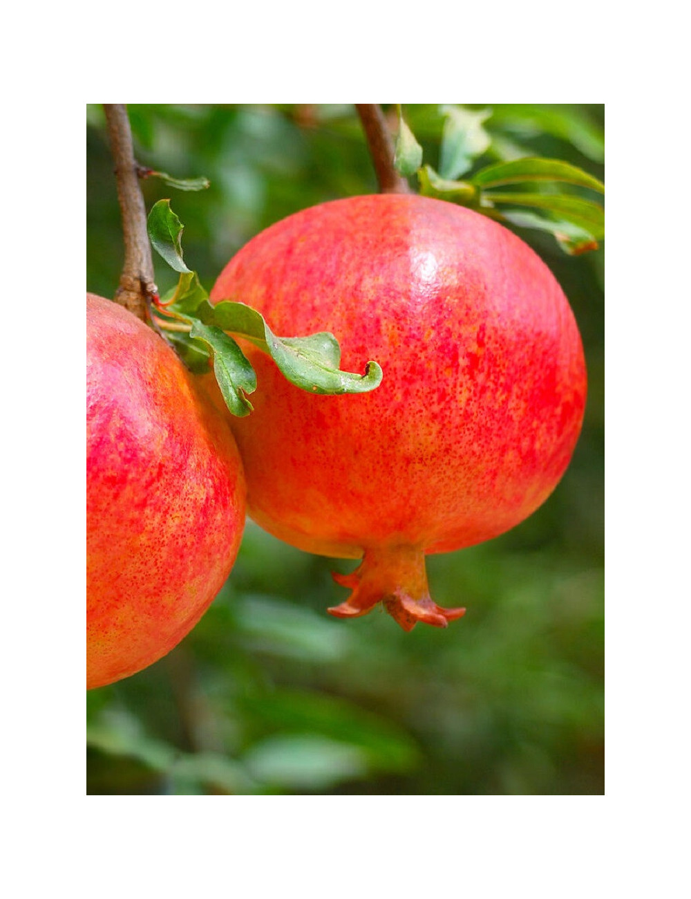 GRENADIER à fruits MALISI