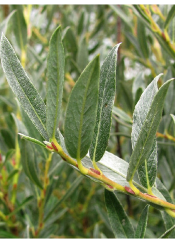 SALIX rosmarinifolia