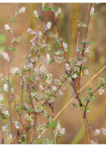 SALIX rosmarinifolia