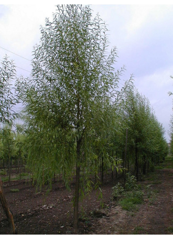 SALIX alba LIEMPDE