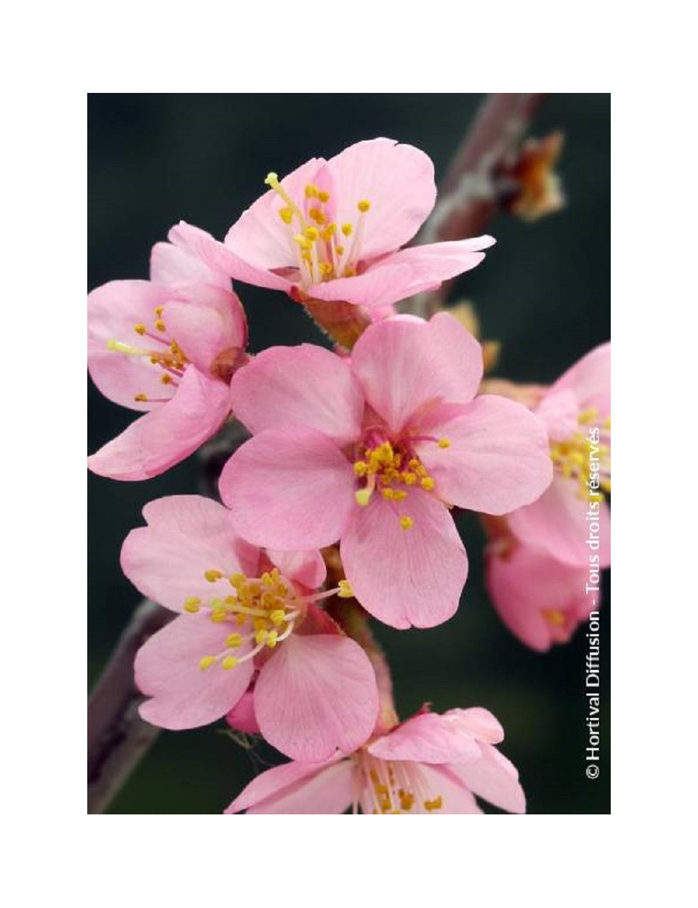 PRUNUS kurilensis RUBY