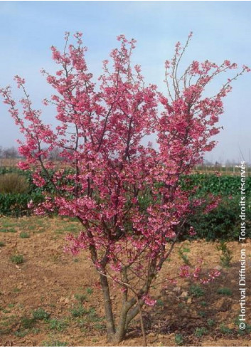 PRUNUS kurilensis RUBY