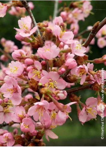 PRUNUS kurilensis RUBY