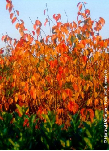 PRUNUS kurilensis RUBY