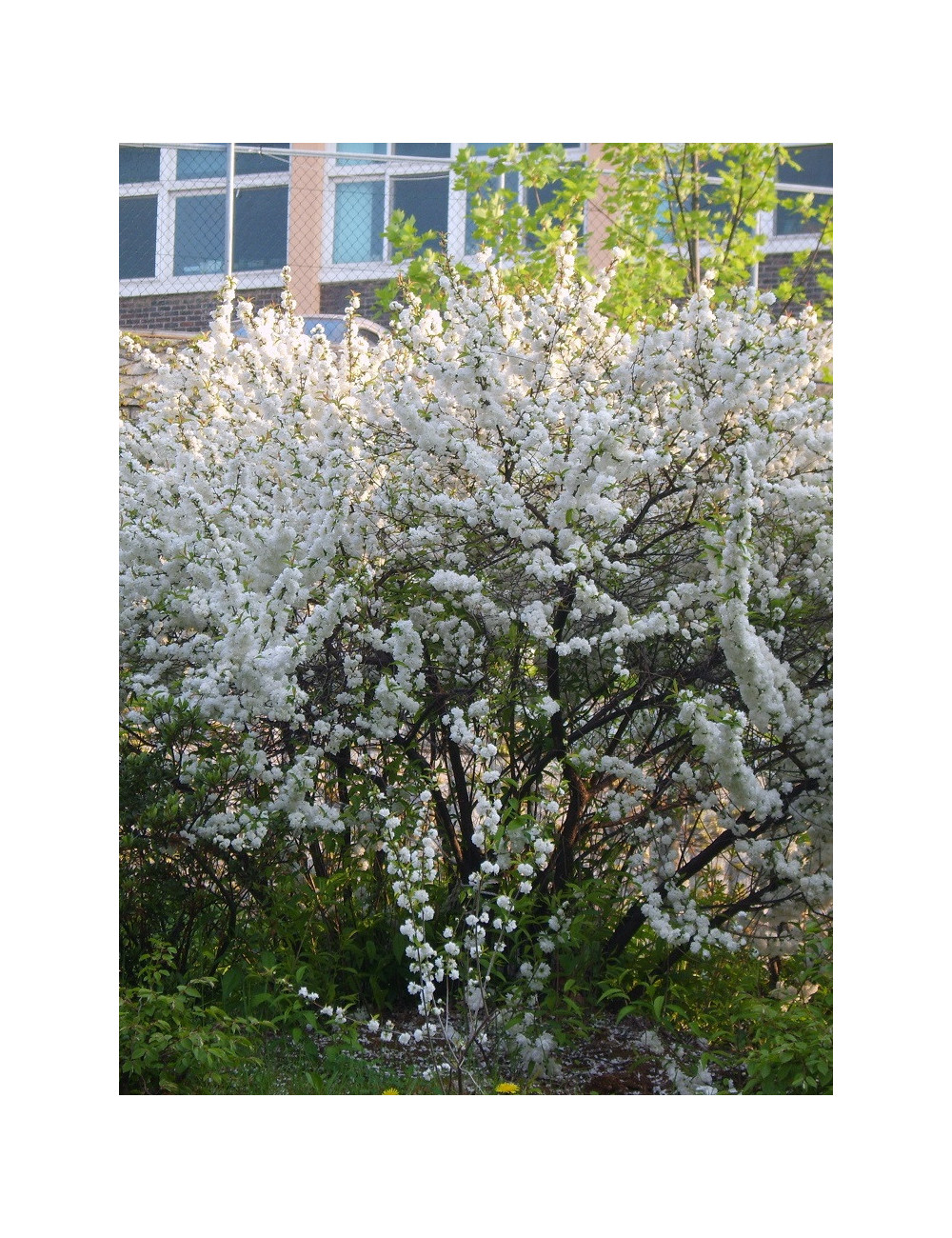 PRUNUS glandulosa ALBA PLENA