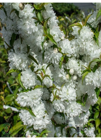 PRUNUS glandulosa ALBA PLENA